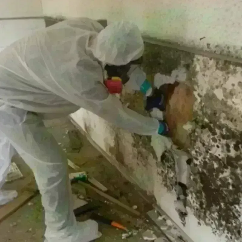 Mold Remediation and Removal in Siskiyou County, CA